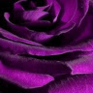 Meet your Posher, Purple